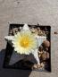 Preview: Astrophytum myriostigma